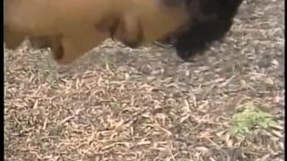 Hot And Hung – Scene 1 – Gentlemens Video